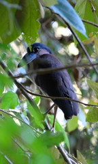 Cochlearius