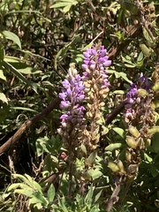 Lupinus montanus