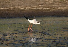 Himantopus himantopus