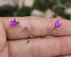 Boerhavia linearifolia