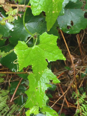 Diplocyclos palmatus
