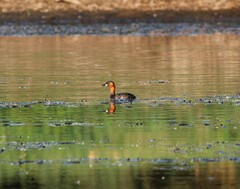 Tachybaptus ruficollis