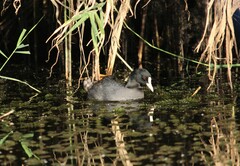Fulica atra