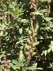 Lupinus montanus