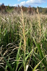 Zizaniopsis miliacea