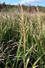 Zizaniopsis miliacea