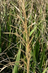 Zizaniopsis miliacea