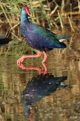 Porphyrio madagascariensis