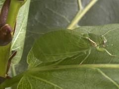 Glaucopsaltria viridis