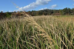 Zizaniopsis miliacea