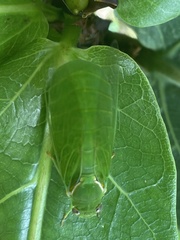 Glaucopsaltria viridis