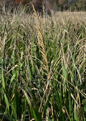 Zizaniopsis miliacea