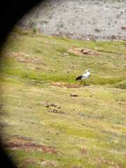 Oressochen melanopterus