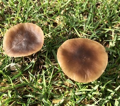 Melanoleuca melaleuca