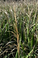 Zizaniopsis miliacea