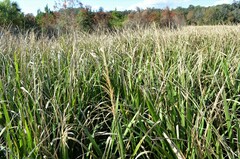 Zizaniopsis miliacea