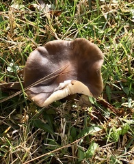 Melanoleuca melaleuca