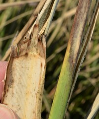 Zizaniopsis miliacea