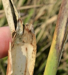 Zizaniopsis miliacea