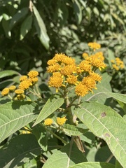 Verbesina oncophora