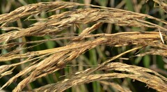 Zizaniopsis miliacea