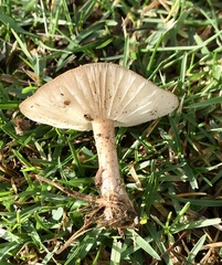 Melanoleuca melaleuca
