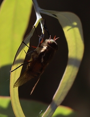 Scaptia
