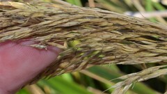 Zizaniopsis miliacea