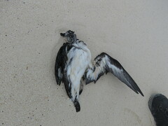 Pterodroma hypoleuca