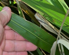 Zizaniopsis miliacea