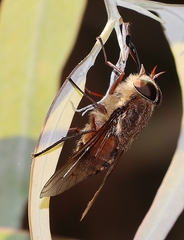 Scaptia