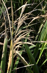 Zizaniopsis miliacea