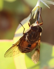 Scaptia