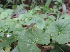 Leptoscelis elongator