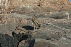 Burhinus senegalensis