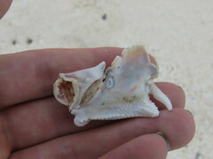 Calappa gallus