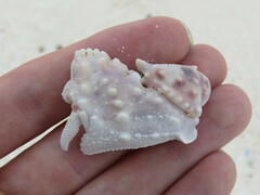 Calappa gallus