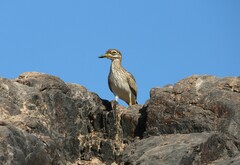 Burhinus senegalensis