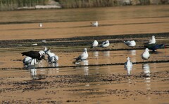 Plegadis falcinellus