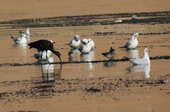 Plegadis falcinellus