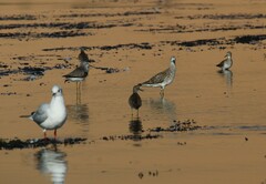 Chroicocephalus ridibundus