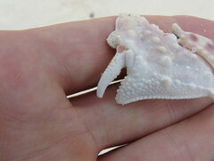 Calappa gallus