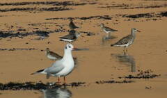 Chroicocephalus ridibundus