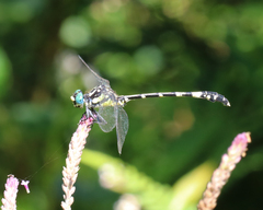 Austroepigomphus praeruptus