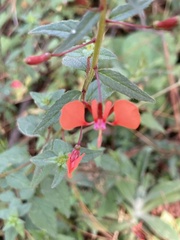 Lopezia racemosa