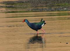 Porphyrio madagascariensis
