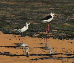 Himantopus himantopus