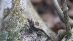 Anolis tropidonotus