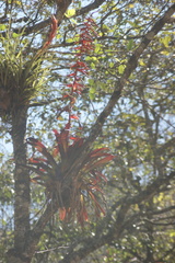 Tillandsia guatemalensis
