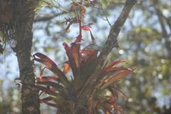 Tillandsia guatemalensis